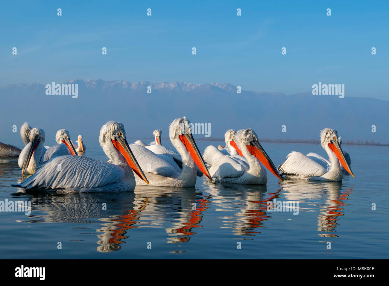 Pélican frisé, gros oiseau blanc Banque D'Images