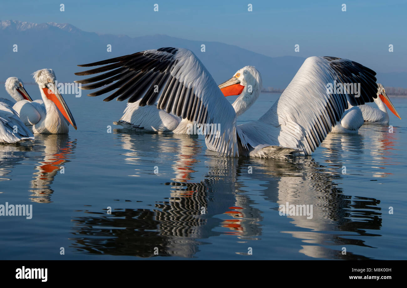Pélican frisé, gros oiseau blanc Banque D'Images