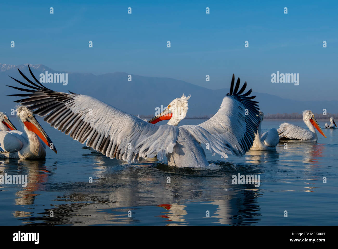 Pélican frisé, gros oiseau blanc Banque D'Images