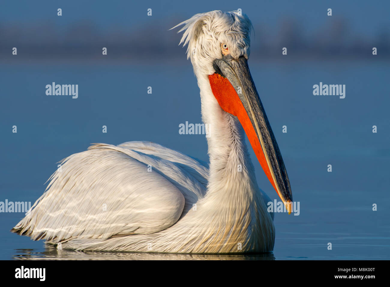 Pélican frisé, gros oiseau blanc Banque D'Images