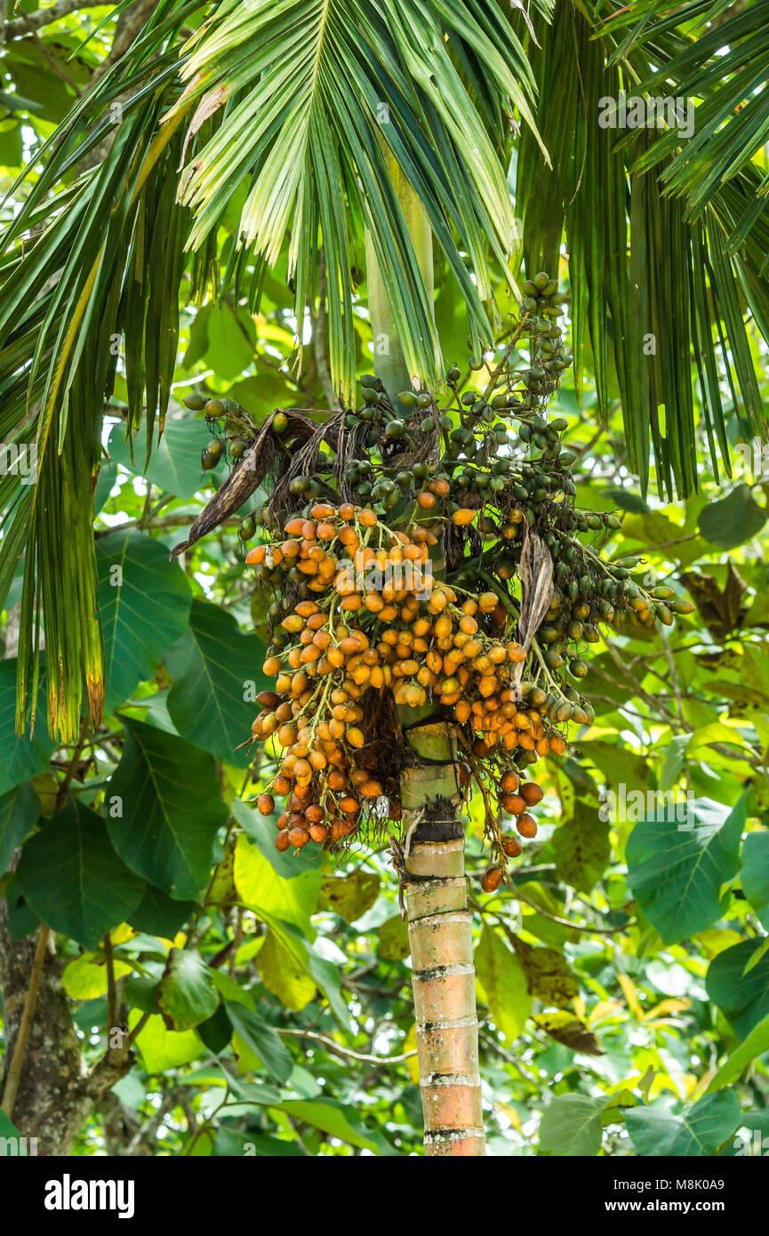Arecaidine arec bétel / arbre aux fruits. La noix de bétel est utilisé comme médecine traditionnelle dans certaines régions en Asie Banque D'Images