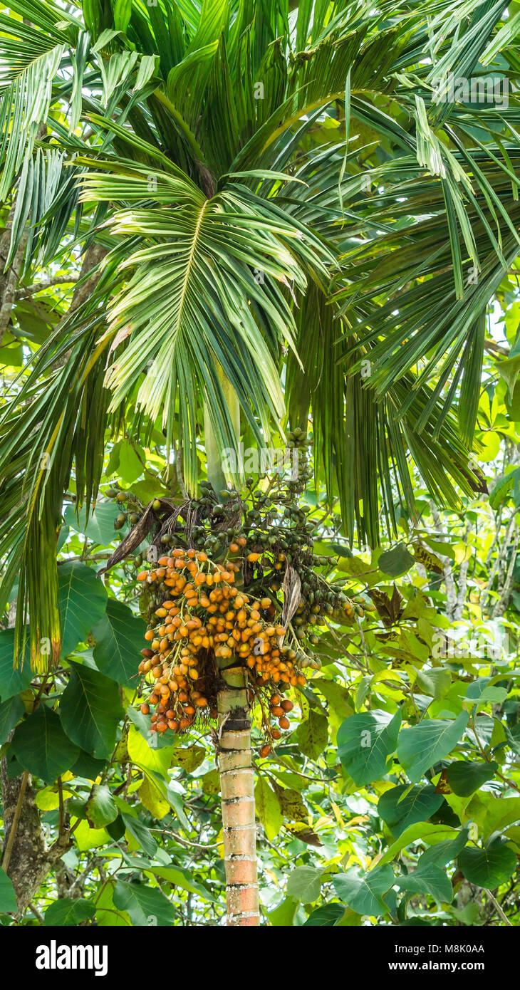 Arecaidine arec bétel / arbre aux fruits. La noix de bétel est utilisé comme médecine traditionnelle dans certaines régions en Asie Banque D'Images