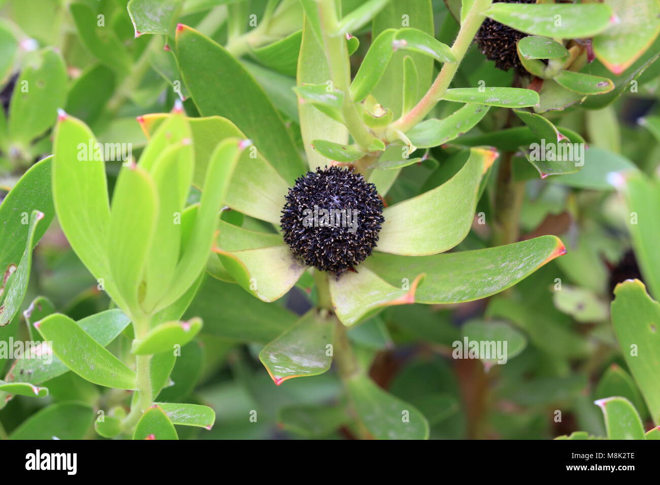 Leucadendron gandogeri Proteas ou connu sous le cône de larges feuilles graines fleurs de Bush Banque D'Images