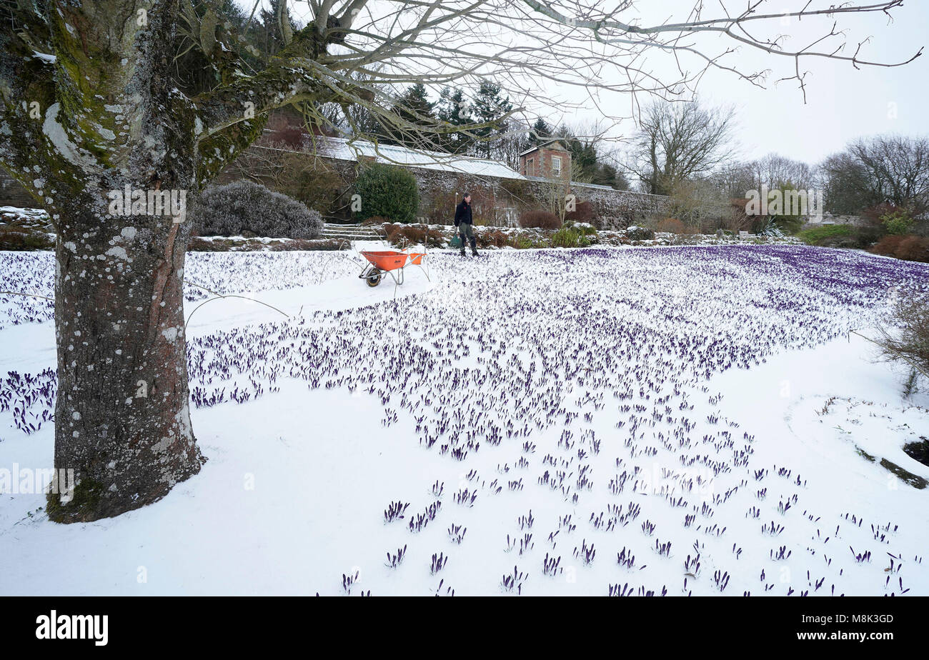 Chris Gardner Orton Tend A Le Jardin Crocus A Wallington Hall Dans Le Northumberland Comme L Hiver Surnomme Le Mini Bete De L Est Maintient Son Emprise Sur Le Royaume Uni Photo Stock Alamy