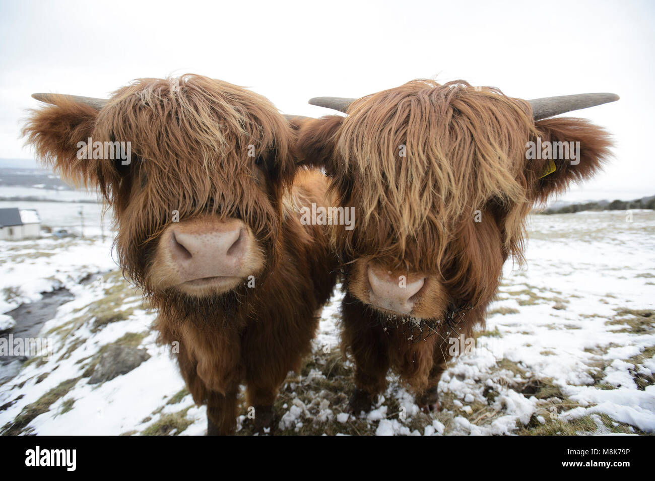 Les vaches Highland dans le Kilpatrick Hills près de Glasgow brave temps de gel conditions que la vague de froid surnommé le "mini bête de l'Est" maintient son emprise sur le Royaume-Uni. Banque D'Images