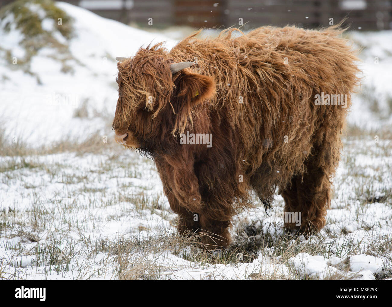 A Highland vache dans le Kilpatrick Hills près de Glasgow brave temps de gel conditions que la vague de froid surnommé le "mini bête de l'Est" maintient son emprise sur le Royaume-Uni. Banque D'Images