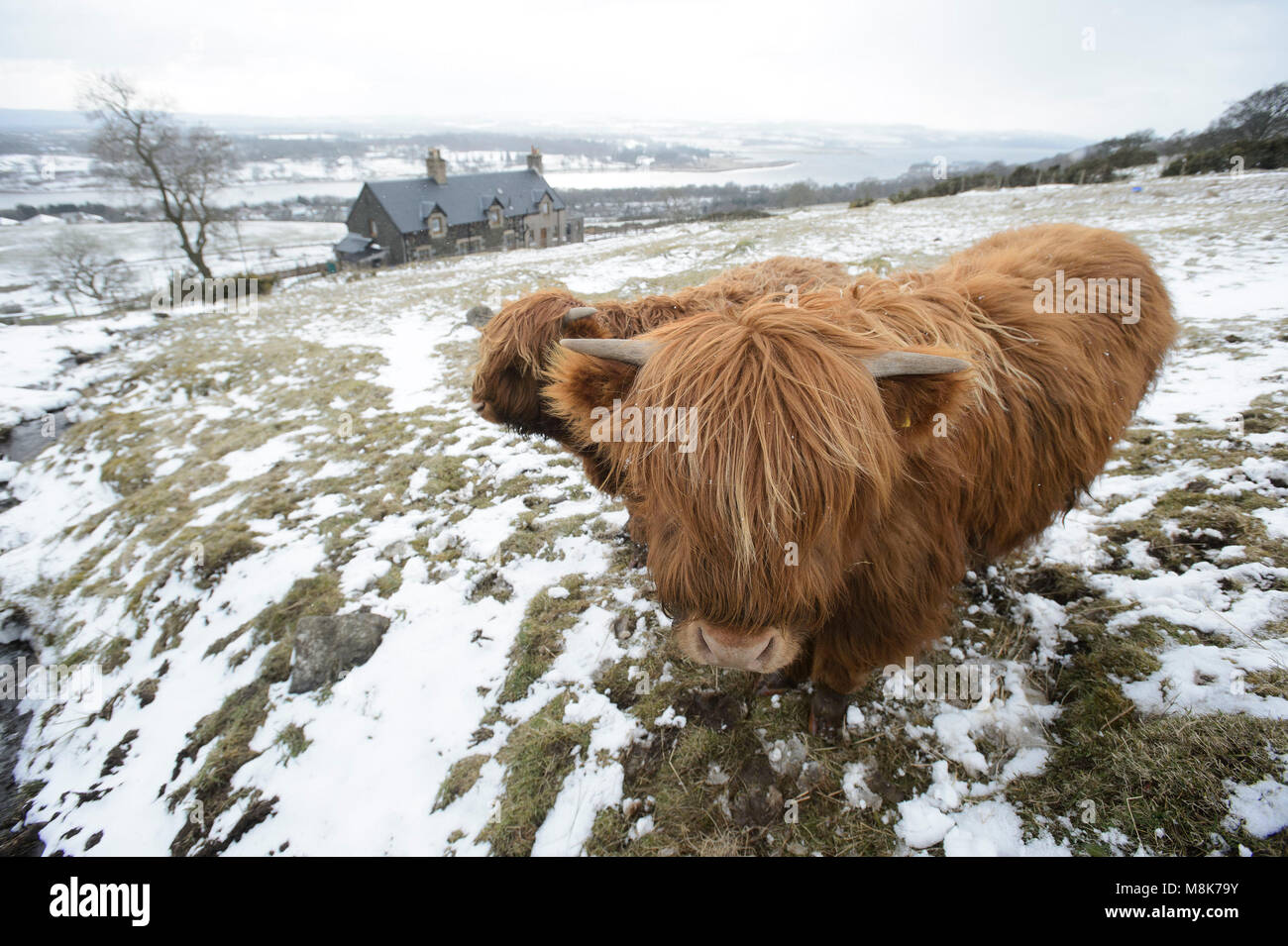 Une vache des Highlands dans les collines de Kilpatrick près de Glasgow brave les conditions météorologiques glaciales tandis que la « bête naine de l'est » garde son emprise sur le Royaume-Uni. Banque D'Images