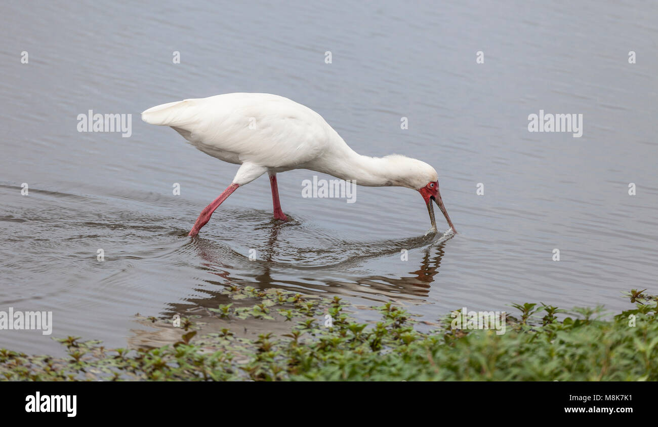 Spatule d'Afrique Platalea alba, d'alimentation, dans un étang dans la région de Lower Sabie, Afrique du Sud, Kruger NP Banque D'Images