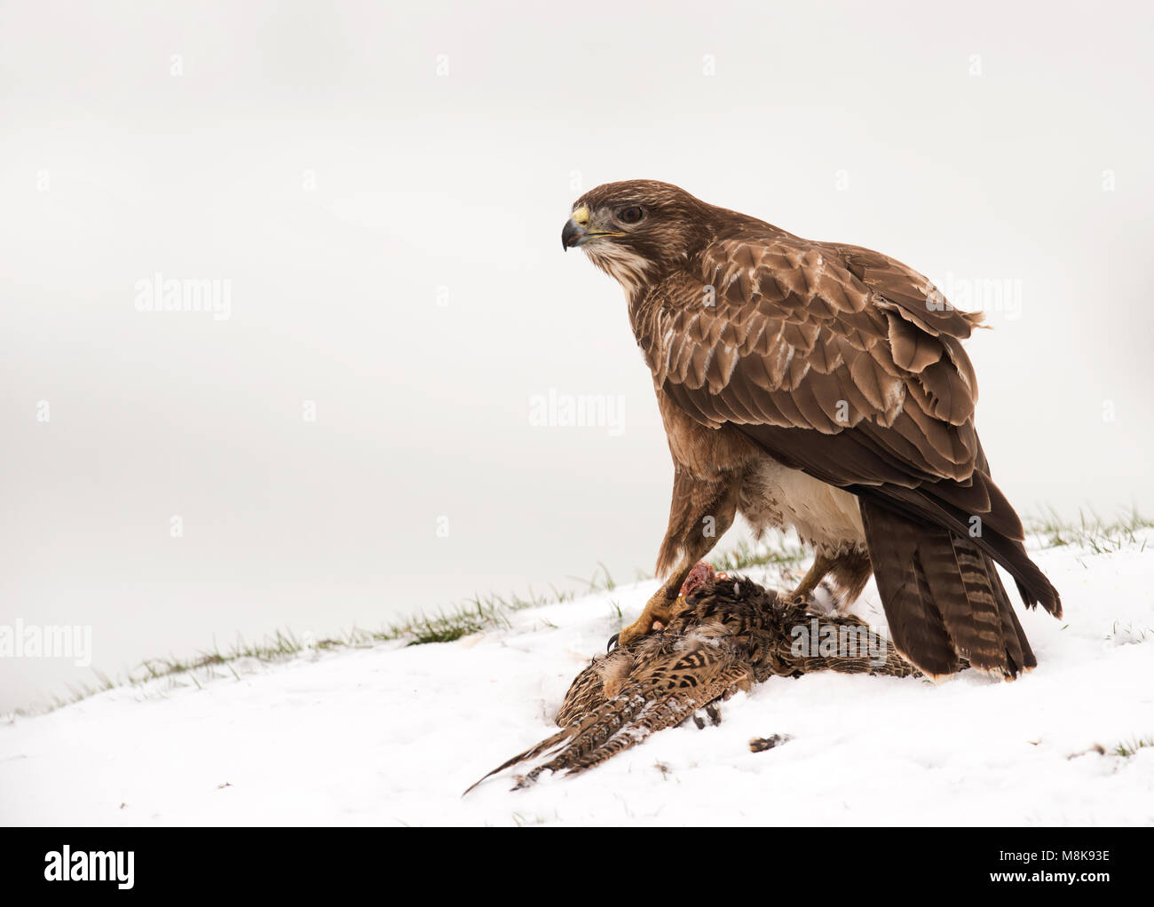 Un sauvage buse variable (Buteo buteo) se nourrissant de charogne de faisans dans la neige, Wiltshire Banque D'Images