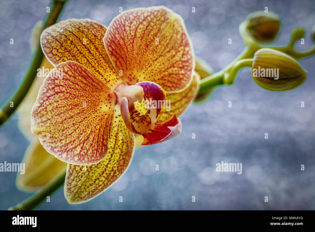 Orchid Banque D'Images