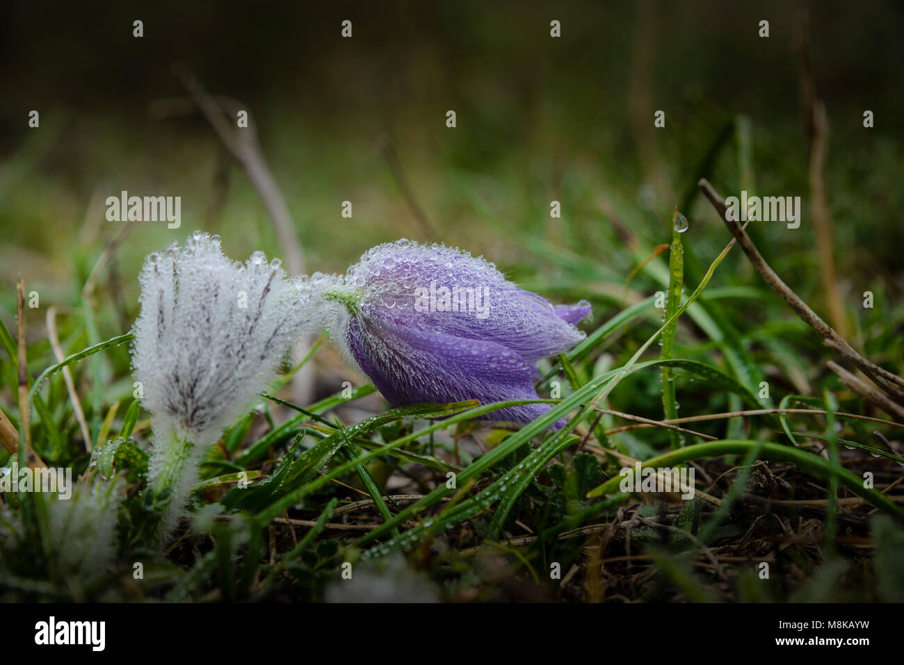 Große Kuhschelle im Herbst Banque D'Images