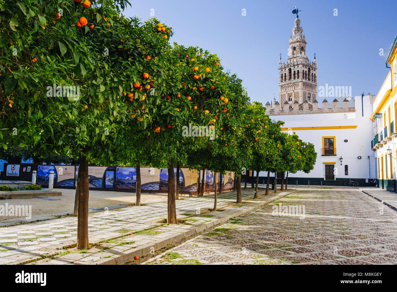 Séville, Andalousie, Espagne : les orangers du Patio de Banderas square dans le quartier de Santa Cruz avec Giralda en arrière-plan. Banque D'Images