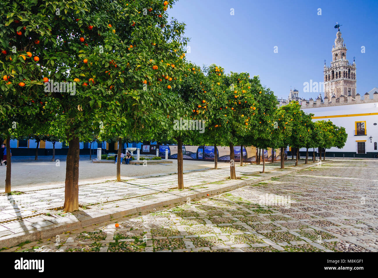 Séville, Andalousie, Espagne : les orangers du Patio de Banderas square dans le quartier de Santa Cruz avec Giralda en arrière-plan. Banque D'Images