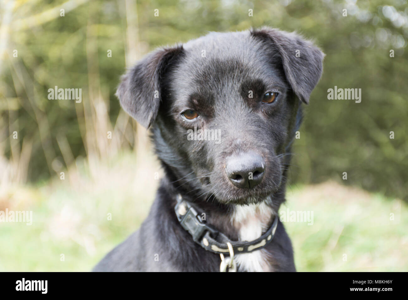 Un terrier noir chien type looking at camera Banque D'Images