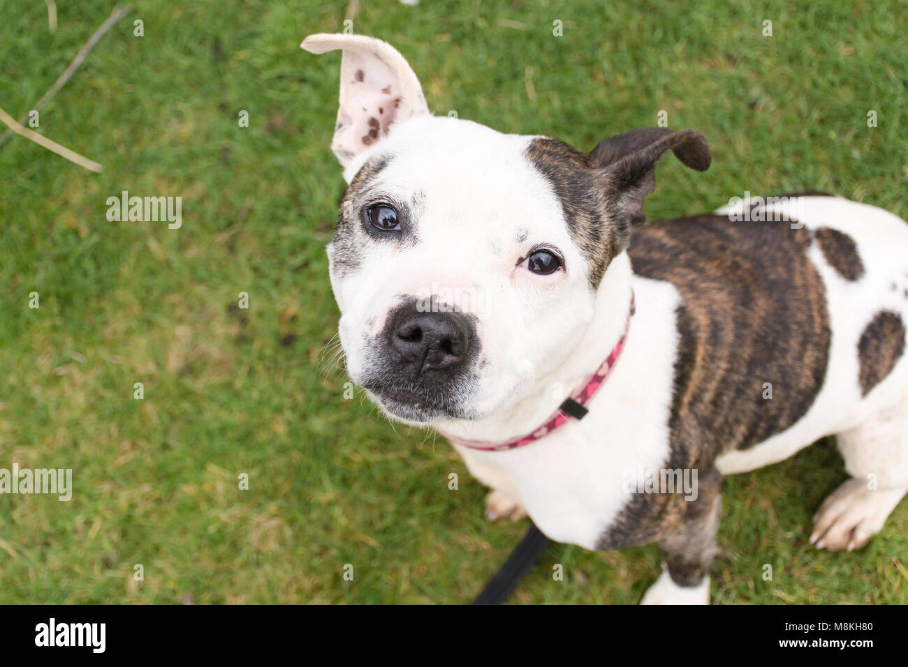 Staffordshire Bull Terrier looking at camera Banque D'Images