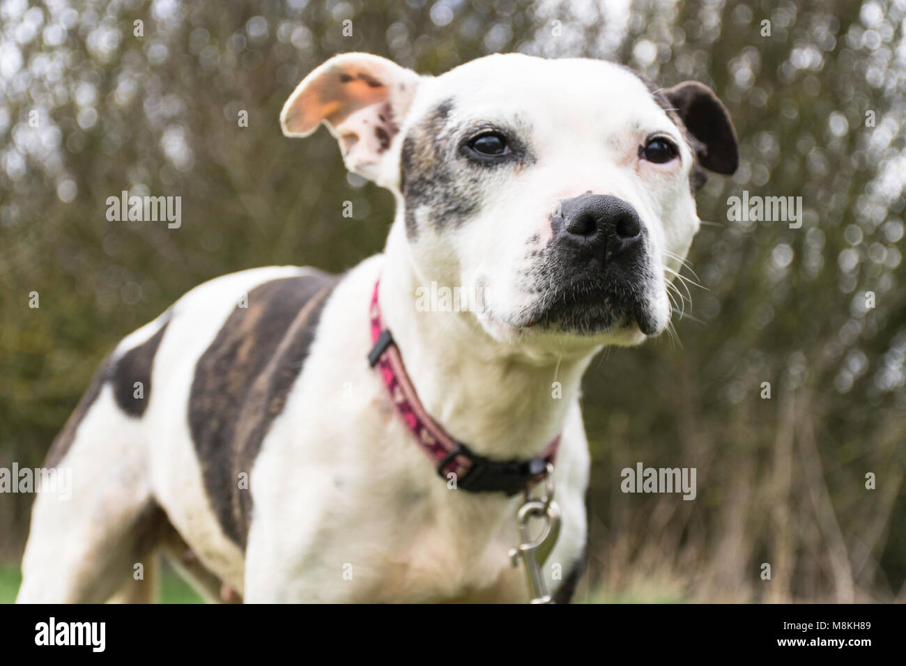 Staffordshire Bull Terrier looking at camera Banque D'Images