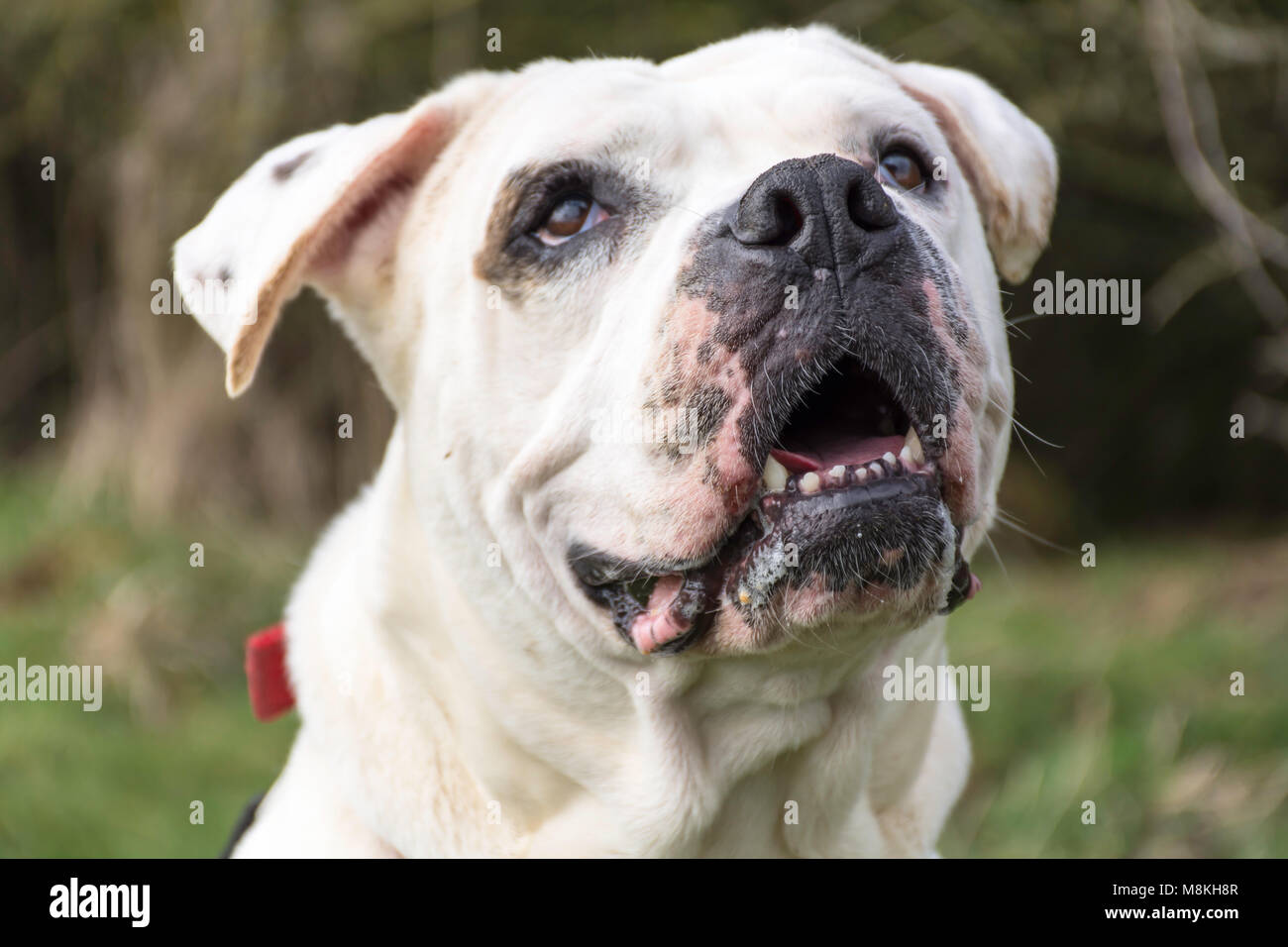 chien heureux Banque D'Images