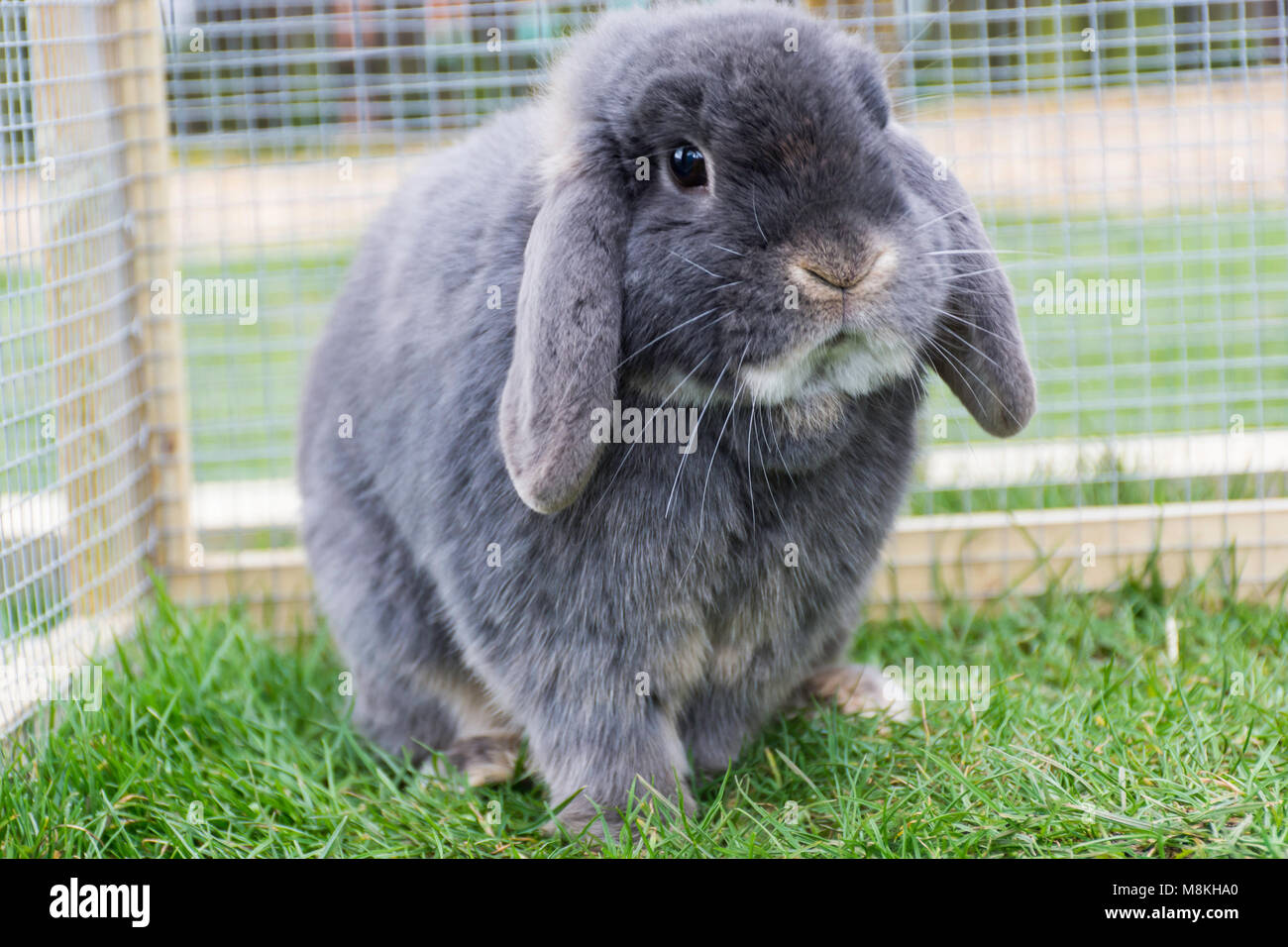 Un lapin oreilles disquettes gris Banque D'Images