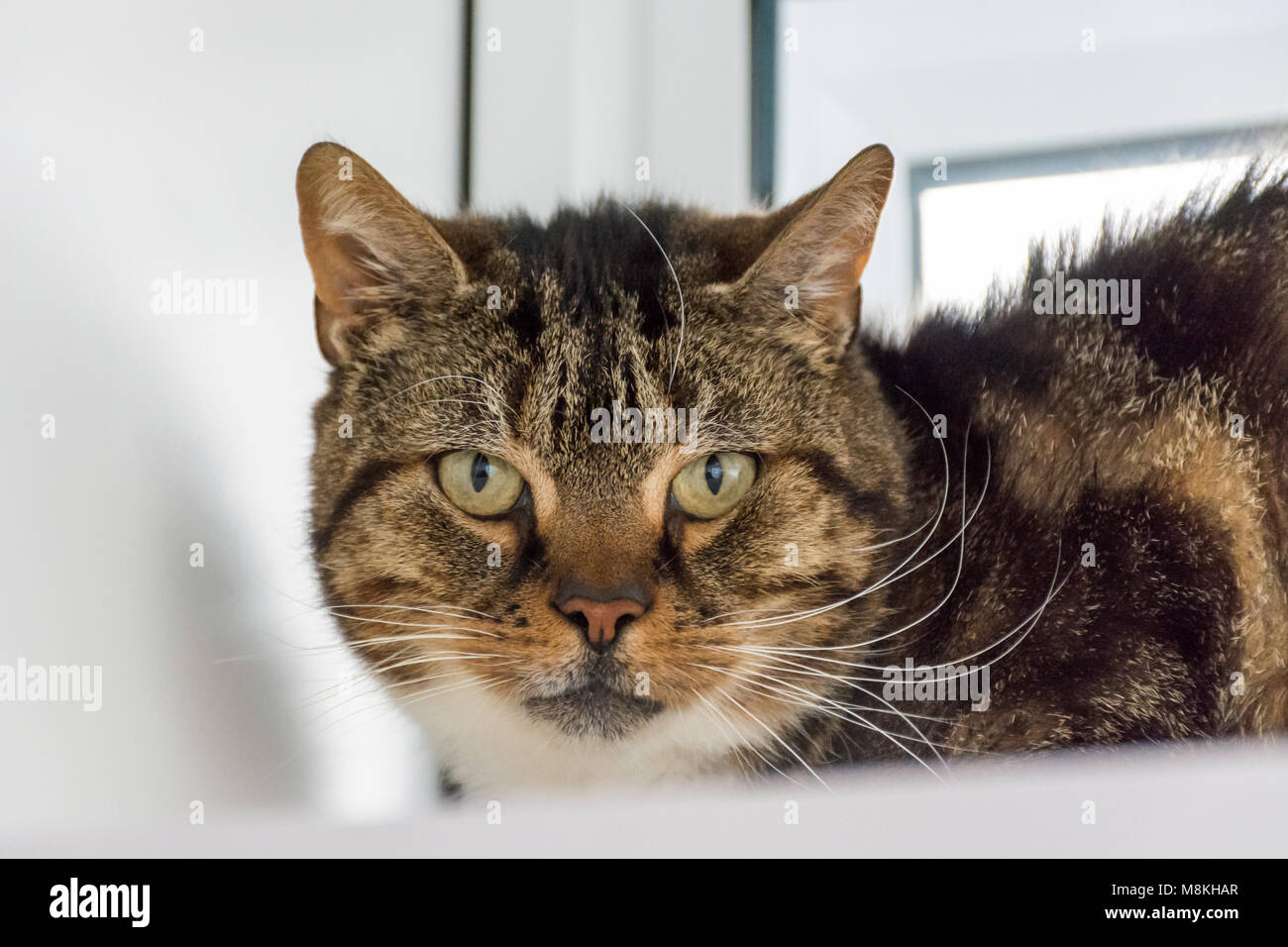 Portrait d'un chat tigré Banque D'Images