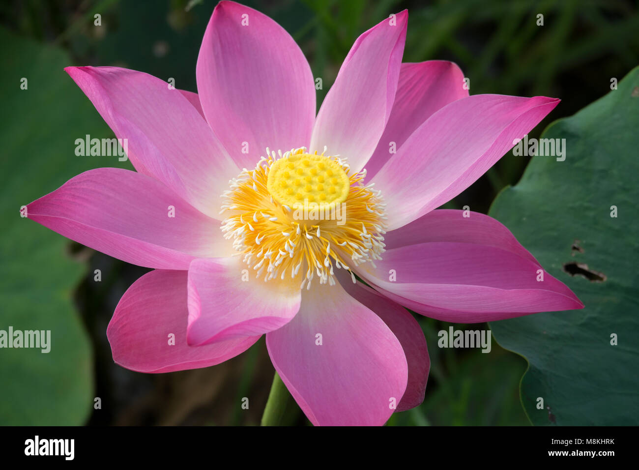 Fleur De Lotus Rose Sur Feuille 22cm Blanc