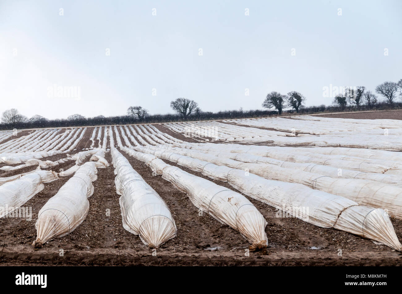 Le paillis de plastique sur un champ à Norfolk, pour réchauffer le sol et protéger les cultures jeunes. Banque D'Images