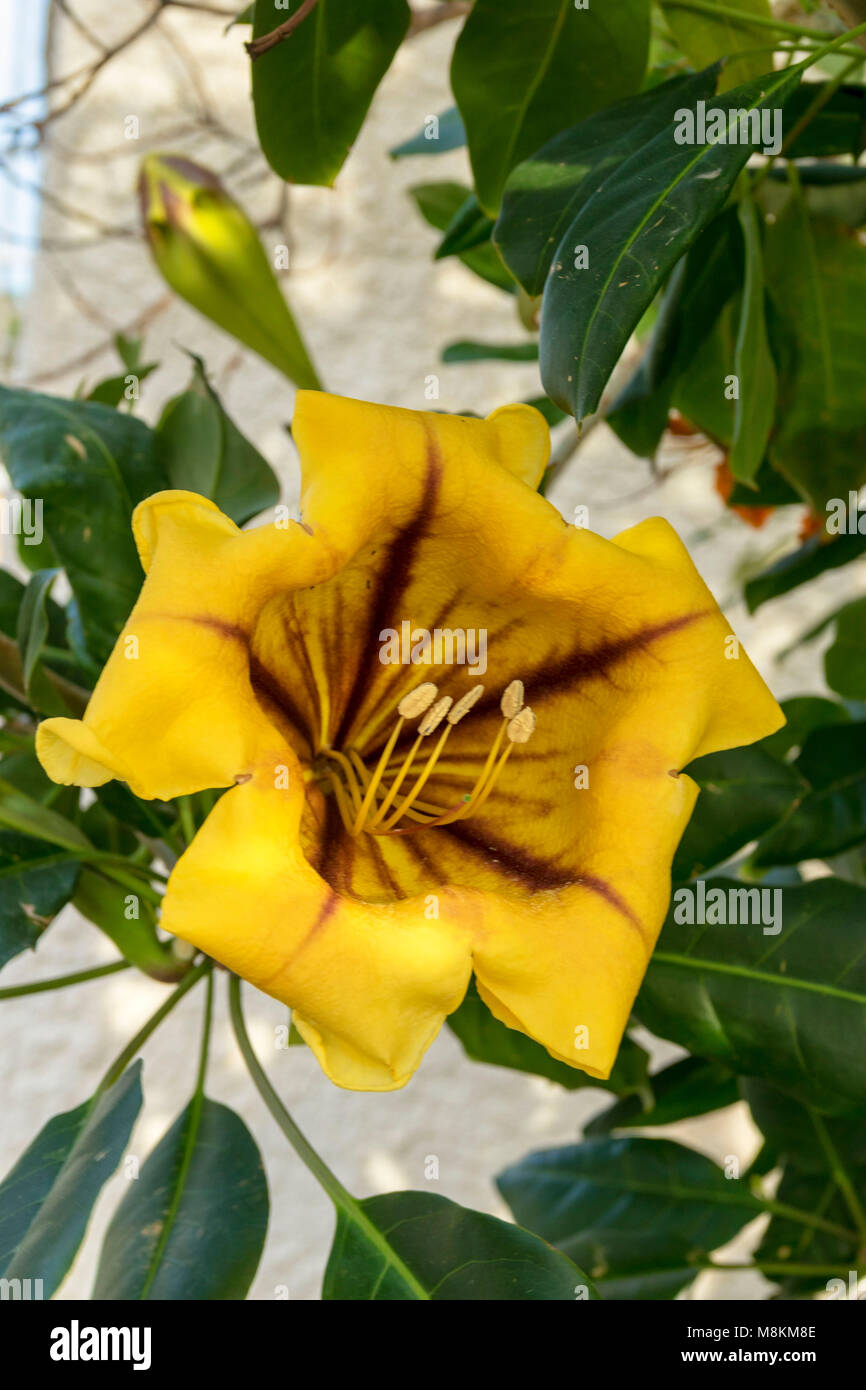 Angel fleurs dans jardin à Cato-Paphos au printemps , Chypre, Méditerranéenne Banque D'Images