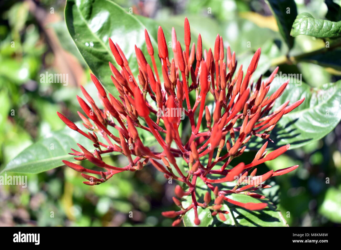 Ixora coccinea Flamme de la forêt Banque D'Images Ixora coccinea Flamme de la forêt Banque D'Images