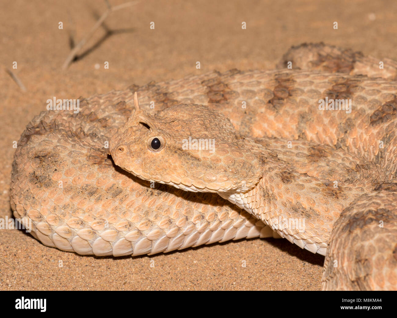 Désert (Vipère à cornes Cerastes cerastes) dans le désert du Maroc d'Afrique du Nord de près. Banque D'Images