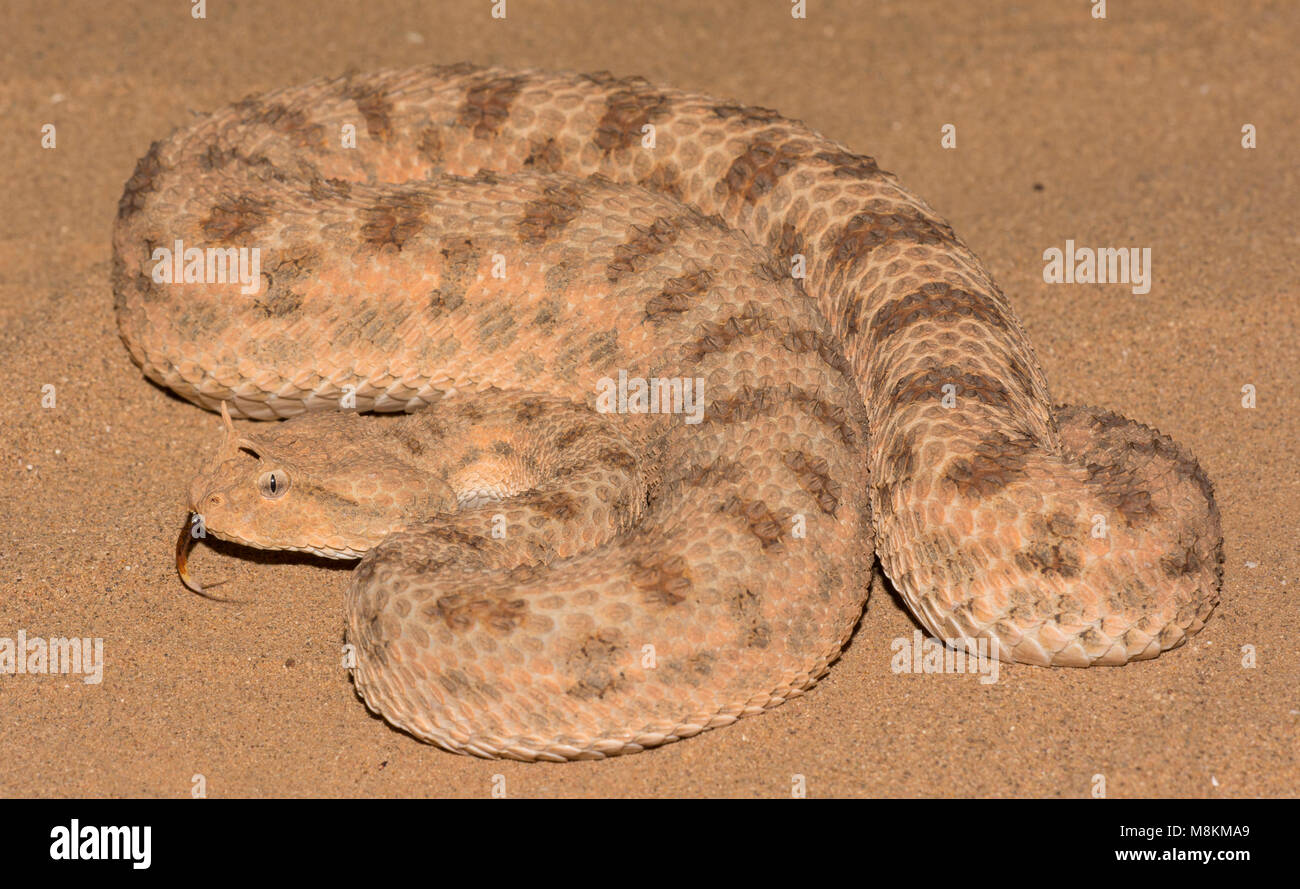 Désert (Vipère à cornes Cerastes cerastes) dans le désert du Maroc d'Afrique du Nord de près. Banque D'Images