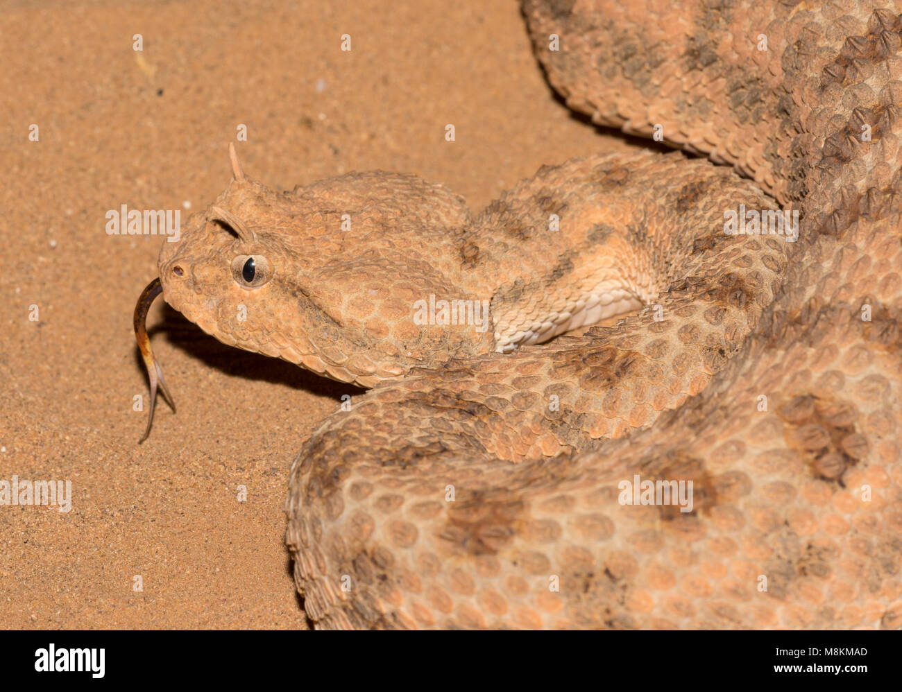 Désert (Vipère à cornes Cerastes cerastes) dans le désert du Maroc d'Afrique du Nord de près. Banque D'Images