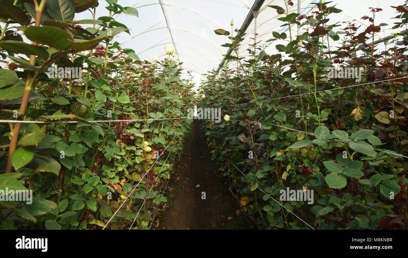 Vue d'une plantation de roses blanches avec de longues tiges à l'intérieur d'une serre couverte de plastique translucide Banque D'Images Vue d'une plantation de roses blanches avec de longues tiges à l'intérieur d'une serre couverte de plastique translucide Banque D'Images