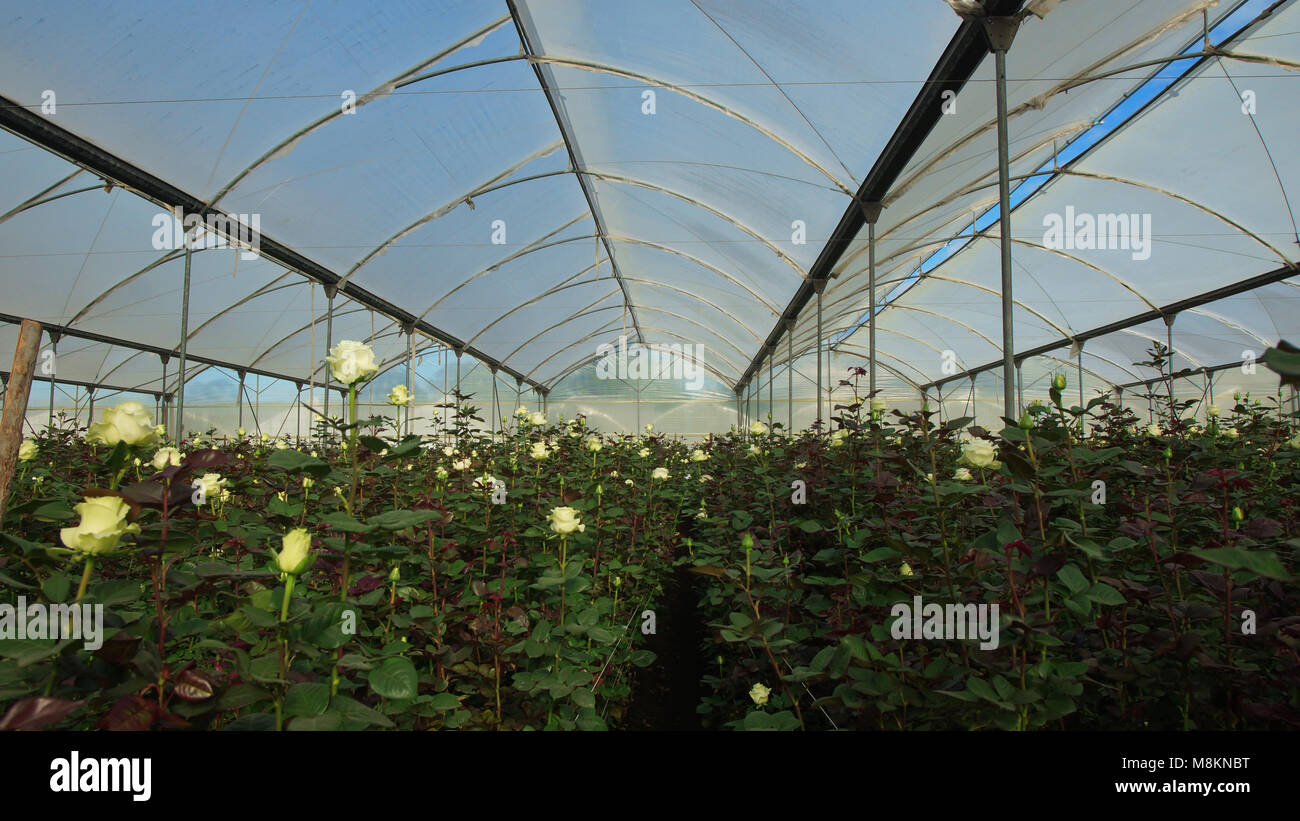 Vue d'une plantation de roses blanches avec de longues tiges à l'intérieur d'une serre couverte de plastique translucide Banque D'Images Vue d'une plantation de roses blanches avec de longues tiges à l'intérieur d'une serre couverte de plastique translucide Banque D'Images