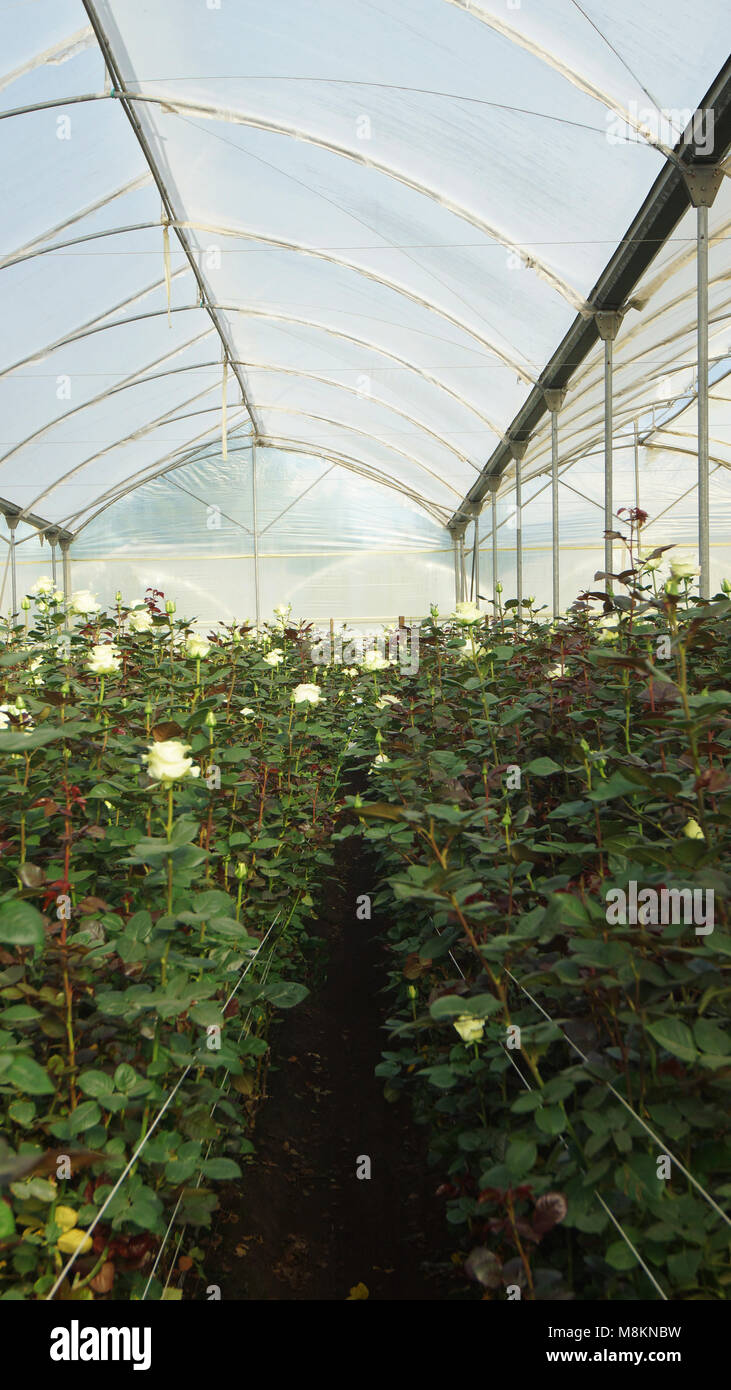 Vue d'une plantation de roses blanches avec de longues tiges à l'intérieur d'une serre couverte de plastique translucide Banque D'Images Vue d'une plantation de roses blanches avec de longues tiges à l'intérieur d'une serre couverte de plastique translucide Banque D'Images