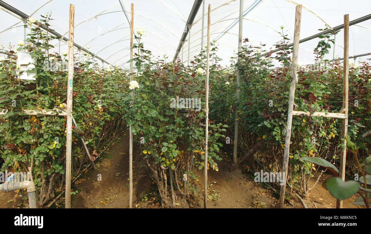 Vue d'une plantation de roses blanches avec de longues tiges à l'intérieur d'une serre couverte de plastique translucide Banque D'Images Vue d'une plantation de roses blanches avec de longues tiges à l'intérieur d'une serre couverte de plastique translucide Banque D'Images