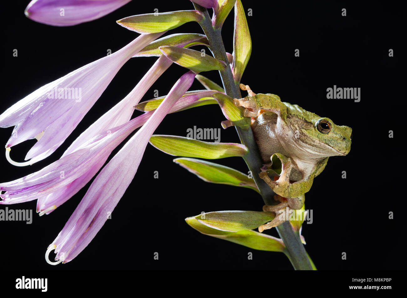 Rainette (Hyla versicolor) sur la floraison Hosta, MN, USA, par Dominique Braud/Dembinsky Assoc Photo Banque D'Images