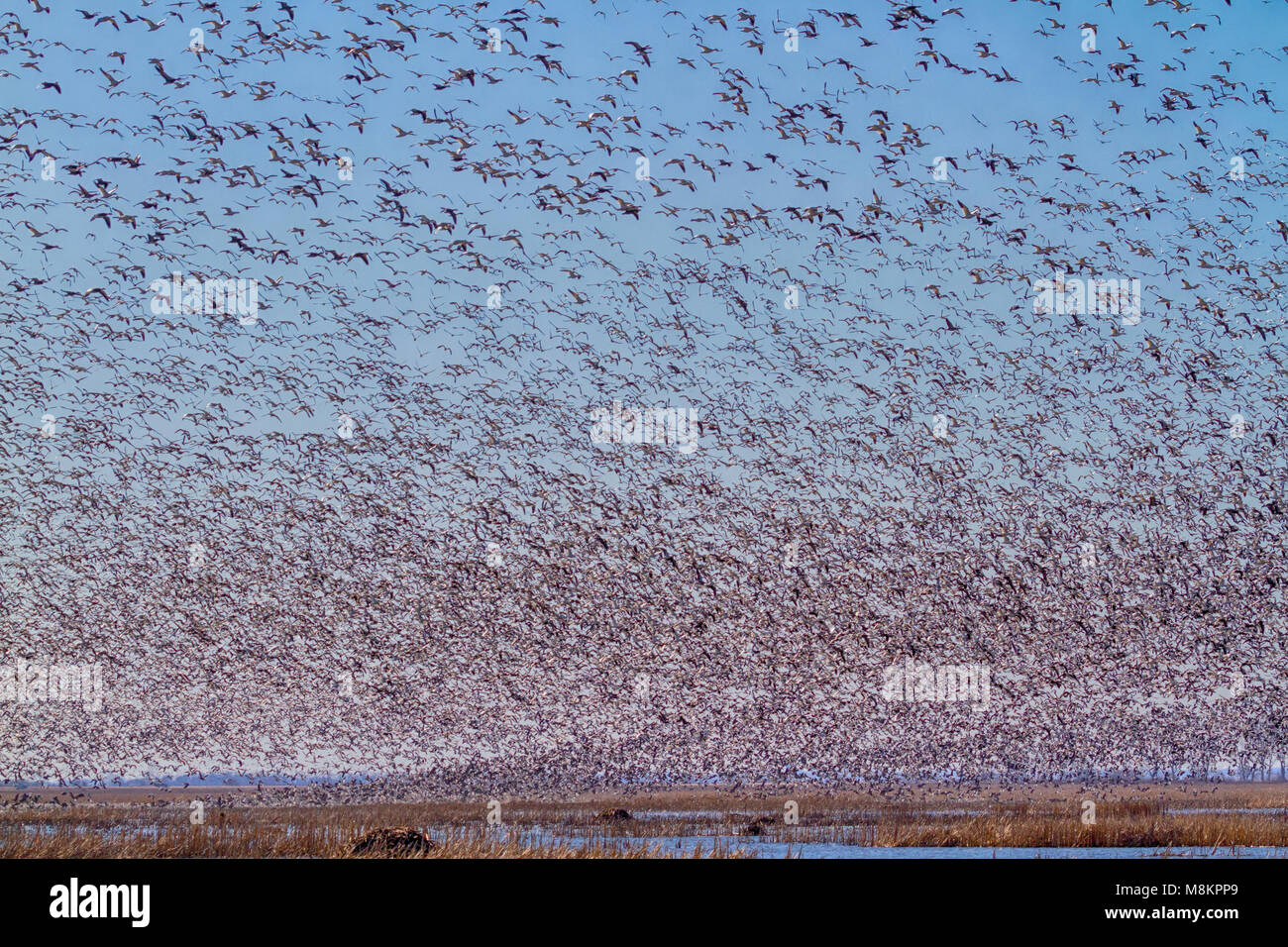 Des milliers d'oies des neiges de Loess Bluffs National Wildlife Refuge durant la migration de printemps Banque D'Images