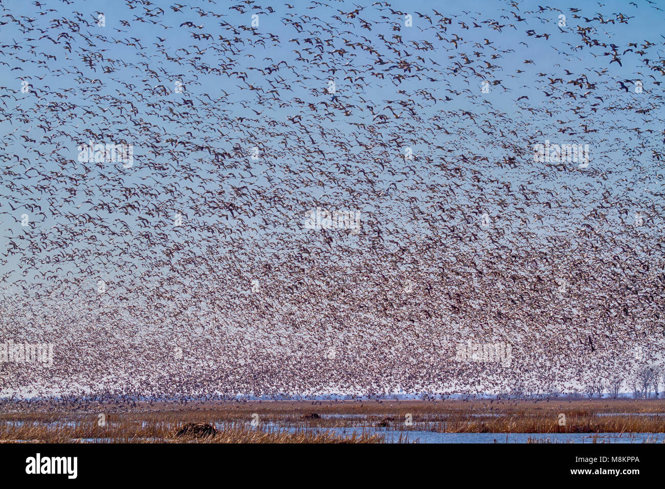 Des milliers d'oies des neiges de Loess Bluffs National Wildlife Refuge durant la migration de printemps Banque D'Images