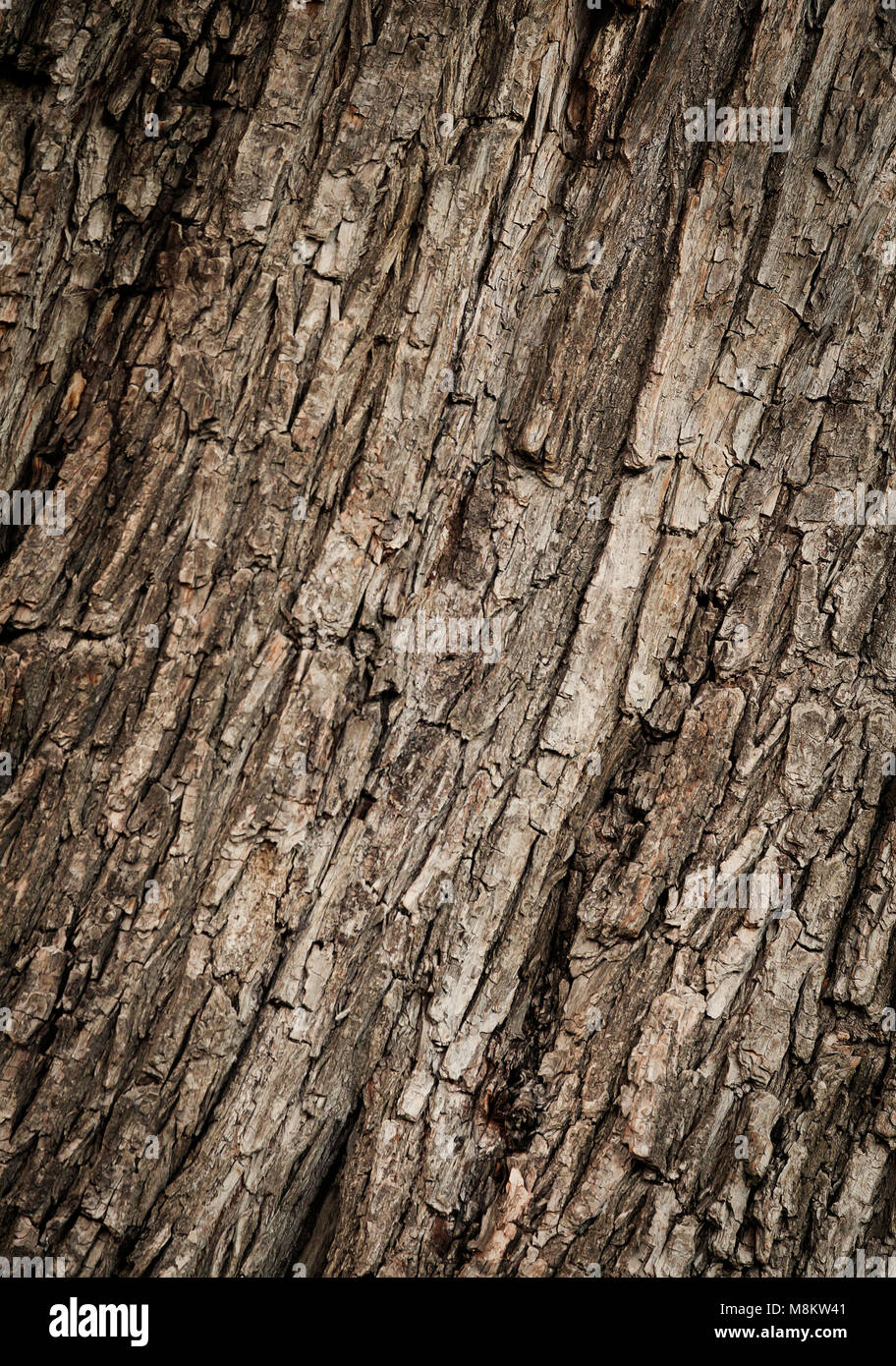 La texture du bois fendu Banque D'Images