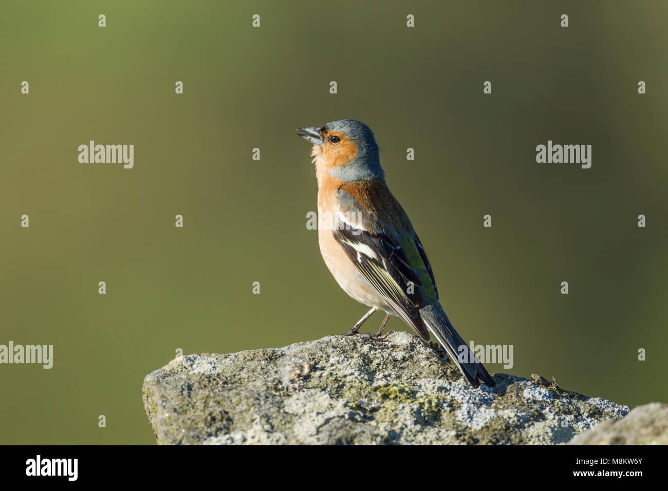 Chaffinch mâle, nom latin Fringilla coelebs, debout sur un rocher couvert de lichens lors de l'appel Banque D'Images