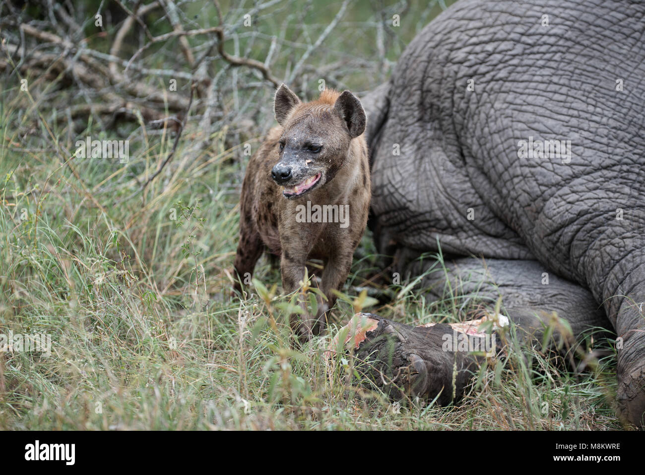 L'hyène se nourrir la jambe et pied d'un monstrueux éléphant Banque D'Images