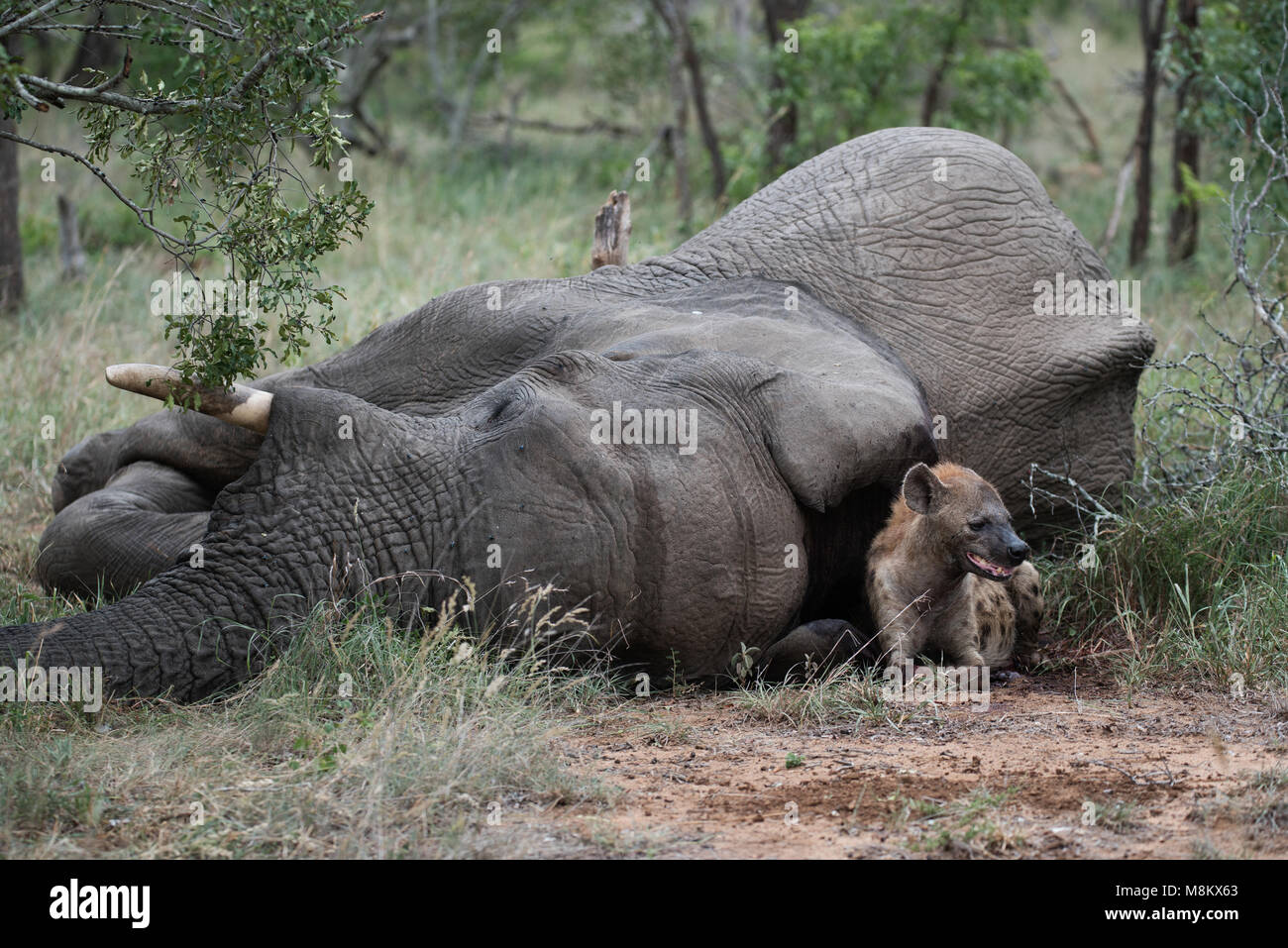 L'hyène tachetée se reposant à côté d'un monstrueux éléphant Banque D'Images