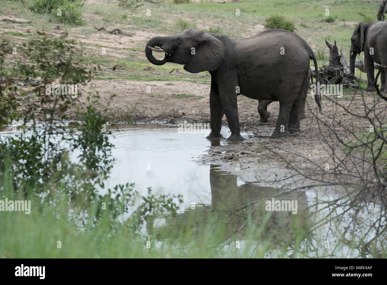 L'eau potable des éléphants Banque D'Images