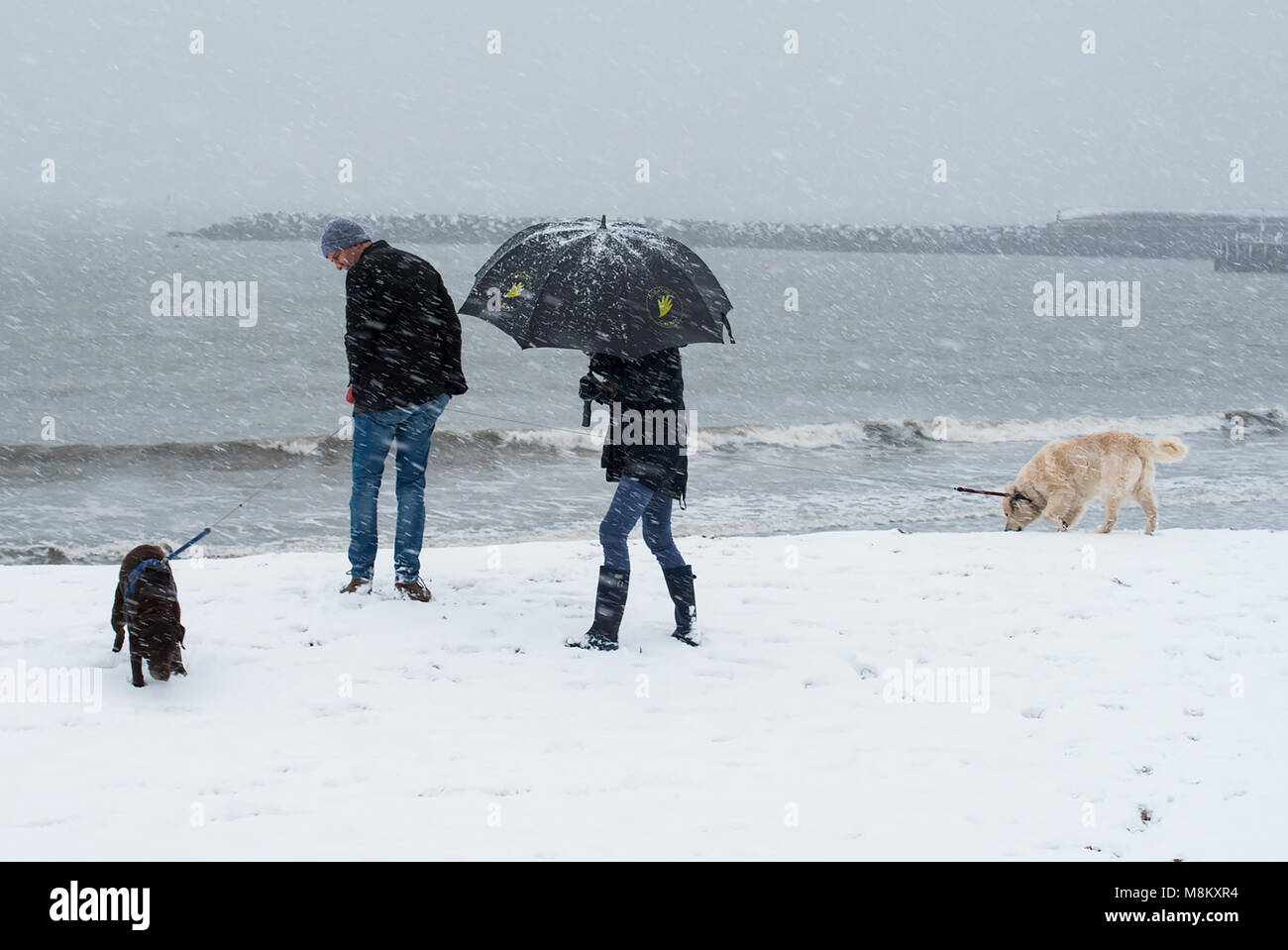 La neige à Lyme Regis,18 mars 2018. Météo France : un couple waking leurs chiens dans la commune de Lyme Regis lutte avec leurs conditions de blizzard parapluie comme la bête de l'Est 2 morsures. Credit : Celia McMahon/Alamy Live News Banque D'Images