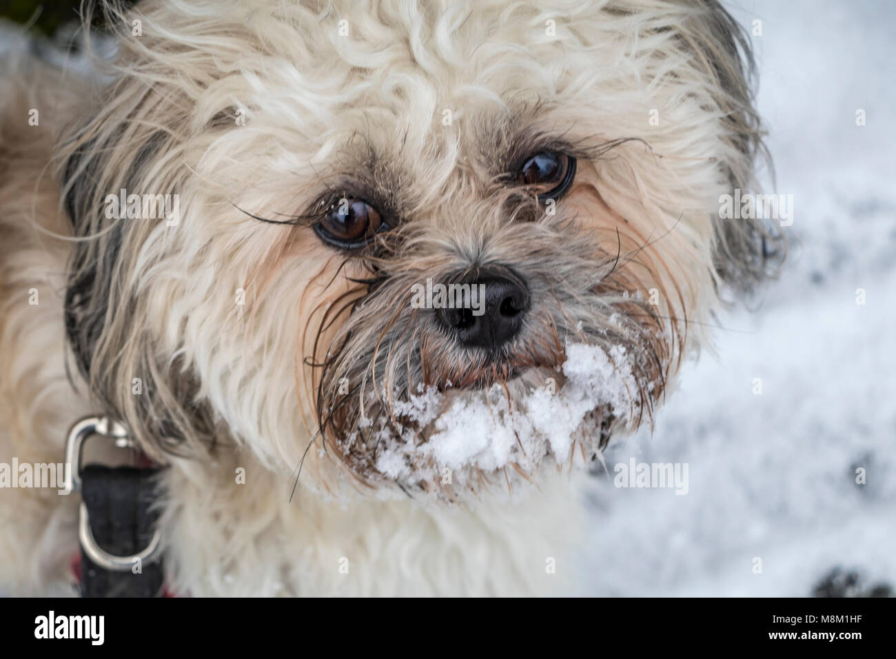 Kidderminster, UK, 18 mars 2018. Cockapoo 'Freddie' bénéficie de la neige en Kidderminster, UK. Crédit : Edward J. Dyer/Alamy News en direct. Banque D'Images
