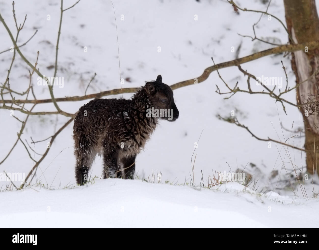 Les gorges de Cheddar, au Royaume-Uni. 18 mars 2018 - agneaux et moutons soay sauvages dans les neiges du Cheddar Gorge. Credit : Timothy Gros/Alamy Live News Banque D'Images