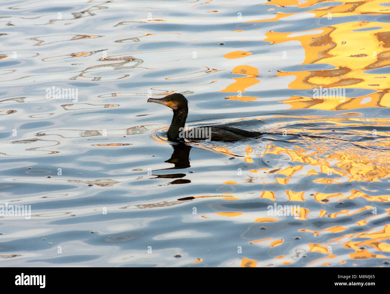 Dans l'eau urbaine Cormorant Banque D'Images