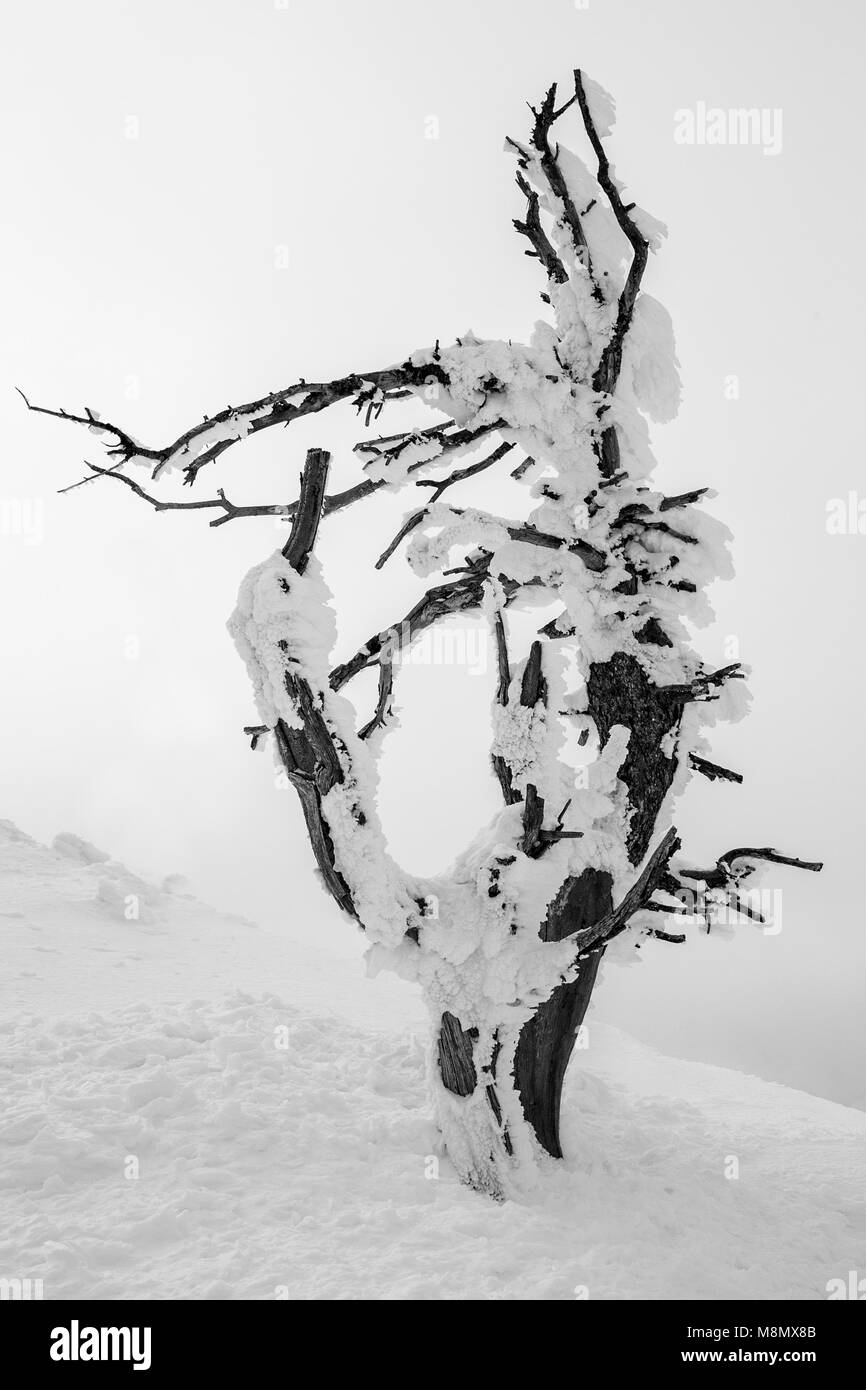 De nombreux chicots morts debout sont couverts de givre blanc comme les vents soufflent de l'air humide contre eux souvent complètement disparaître sous l'accumulation de glace. Banque D'Images
