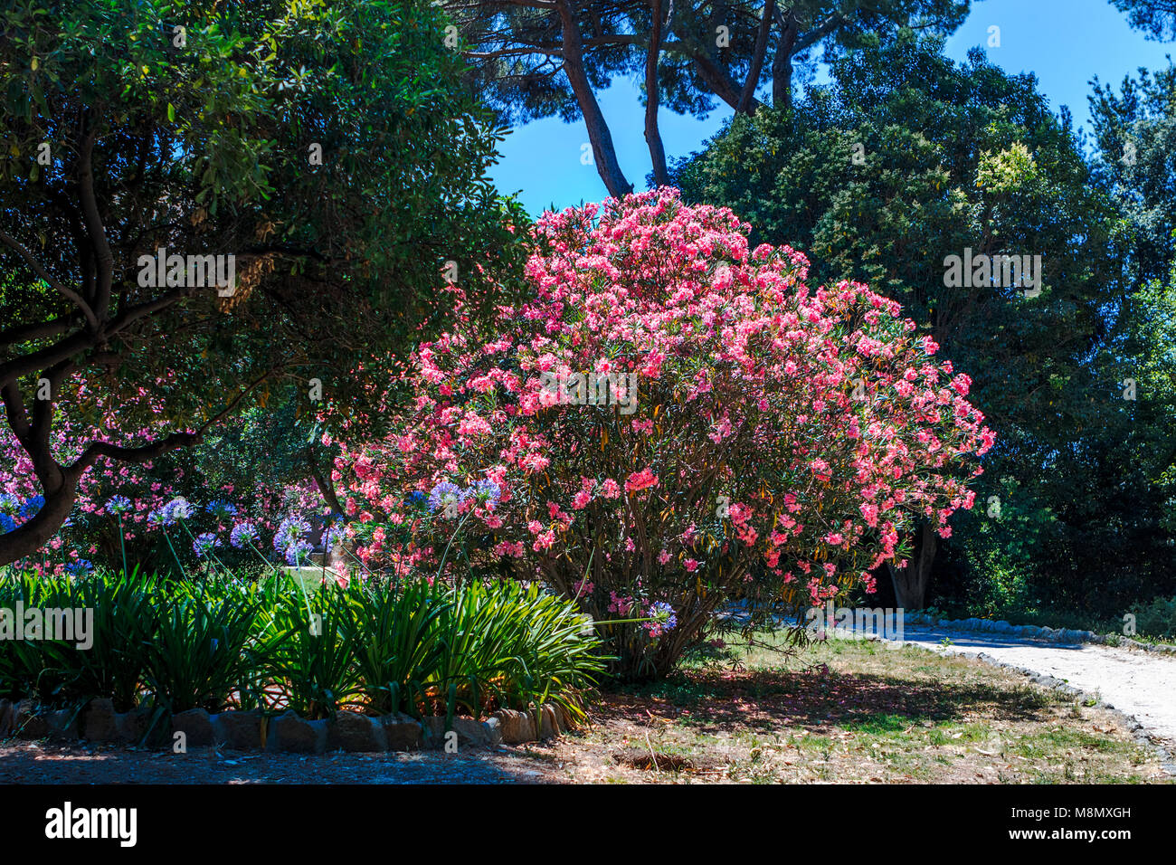 Fleur de cerisier rose bleu avec fleurs et feuillage vert Agapanthus dans la Villa Celimontana jardins de Rome lors d'une journée ensoleillée Banque D'Images