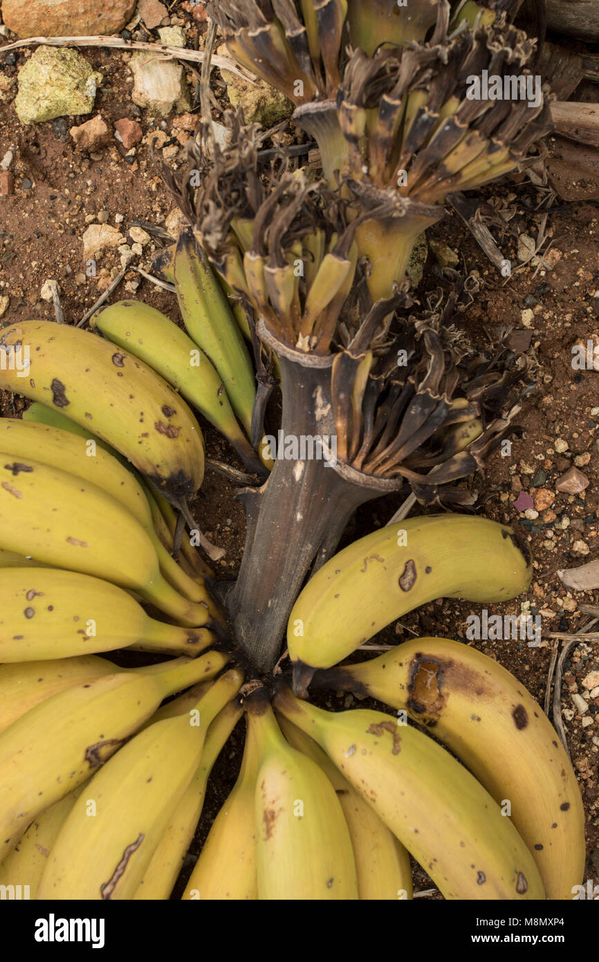 Bananes sur une ferme commerciale dans le district de Paphos Chypre, Méditerranéenne Banque D'Images