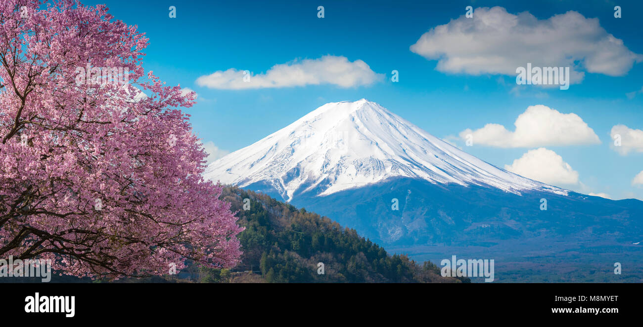 Fuji Mountain Rose et fleur de cerisier Sakura arbre sur ciel bleu blanc en clound Kawaguchiko, Japon, fleur de cerisier Sakura. Mont Fujisan belle Banque D'Images